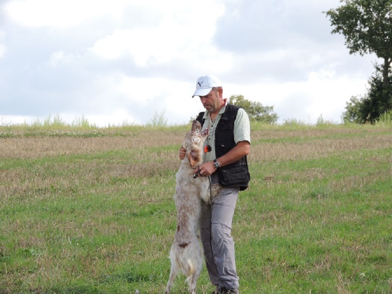 photos chiens